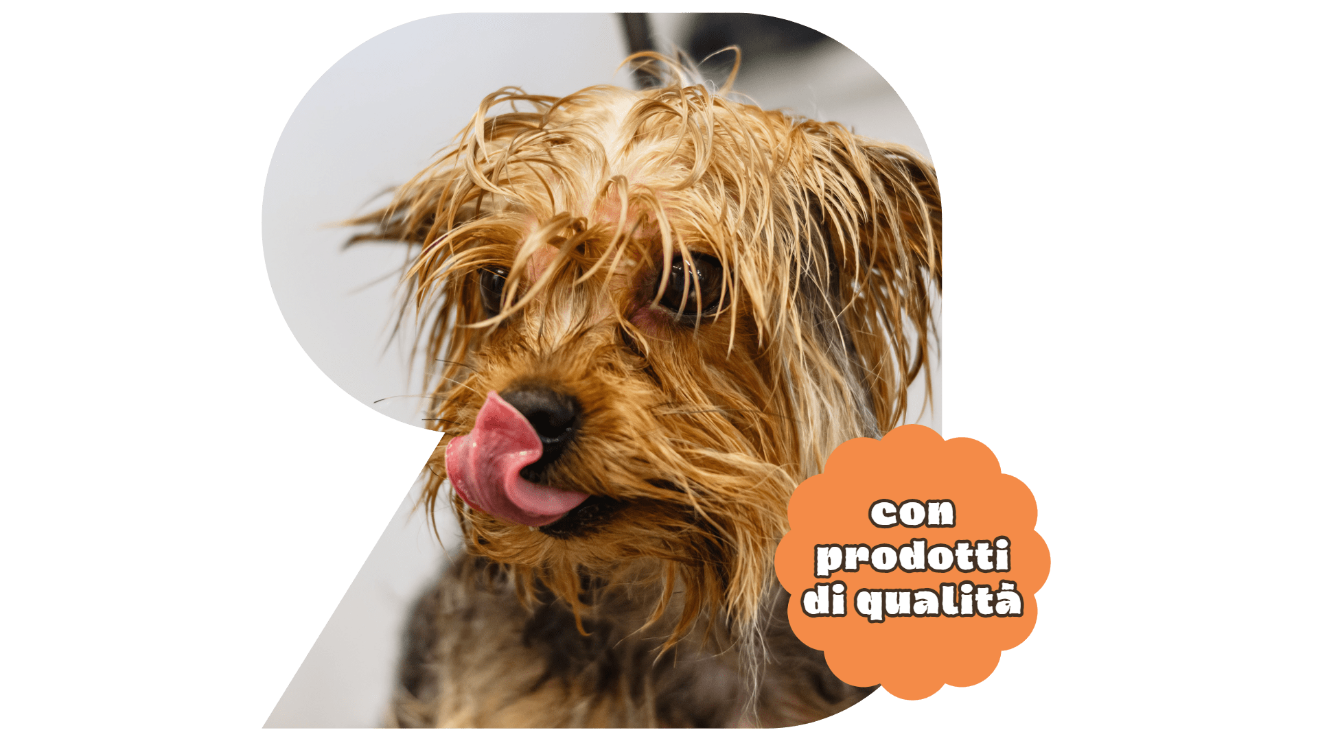 toelettatura cane gatti